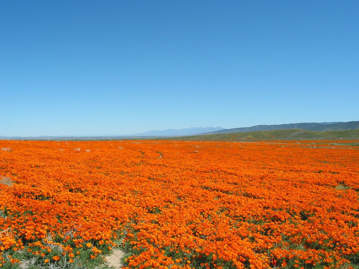 SupportCali's tweet image. 🌸🏞️ Step into a floral paradise at the Antelope Valley California Poppy Reserve. Witness the golden fields of poppies in full bloom, creating a mesmerizing sea of vibrant colors. 

#PoppyParadise #CaliforniaWildflowers #California #Travel #TravelCalifornia