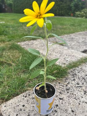 Thank you to Emma Gilmore, who shared this picture with us. It is lovely to see how this Sunflower has grown using the seeds that came with the Yellow Candle. Please remember to send us your pictures of how your sunflowers have grown 🌻