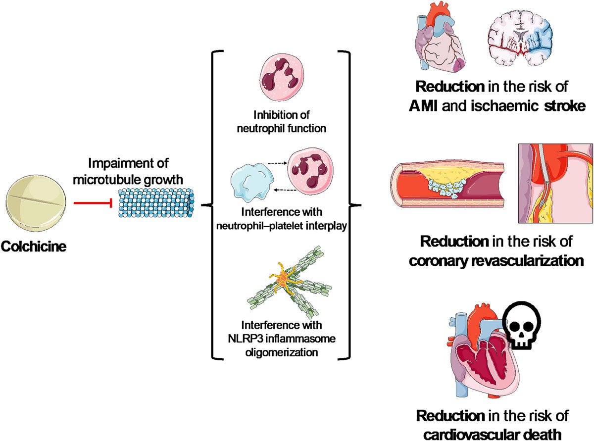 EHJ Editor-in-Chief (@ehj_ed) on Twitter photo Colchicine for cardiovascular prevention: the dawn of a new era has finally come.
academic.oup.com/eurheartj/adva…
#colchicine #inflammation #MI #CVD #cardiotwitter <a href="/escardio/">European Society of Cardiology</a> <a href="/ESC_Journals/">European Society of Cardiology Journals</a> Colchicine for cardiovascular prevention: the dawn of a new era has finally come.
academic.oup.com/eurheartj/adva…
#colchicine #inflammation #MI #CVD #cardiotwitter <a href="/escardio/">European Society of Cardiology</a> <a href="/ESC_Journals/">European Society of Cardiology Journals</a>