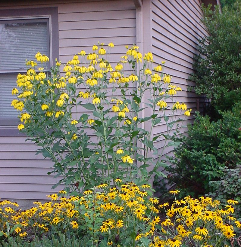 Picture of the Week: The Many Faces of Rudbeckia by Rosie Lerner tinyurl.com/54w9z8sw