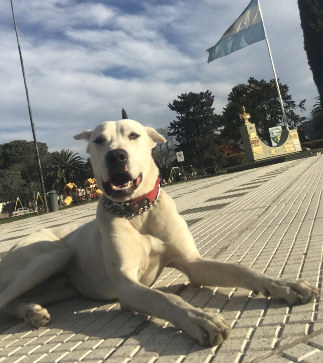 Mi perrito fiel❤️