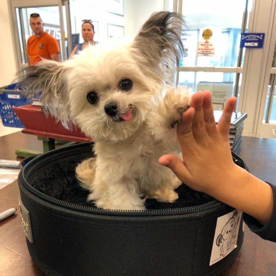 💖 (@twaniimals) on Twitter photo 