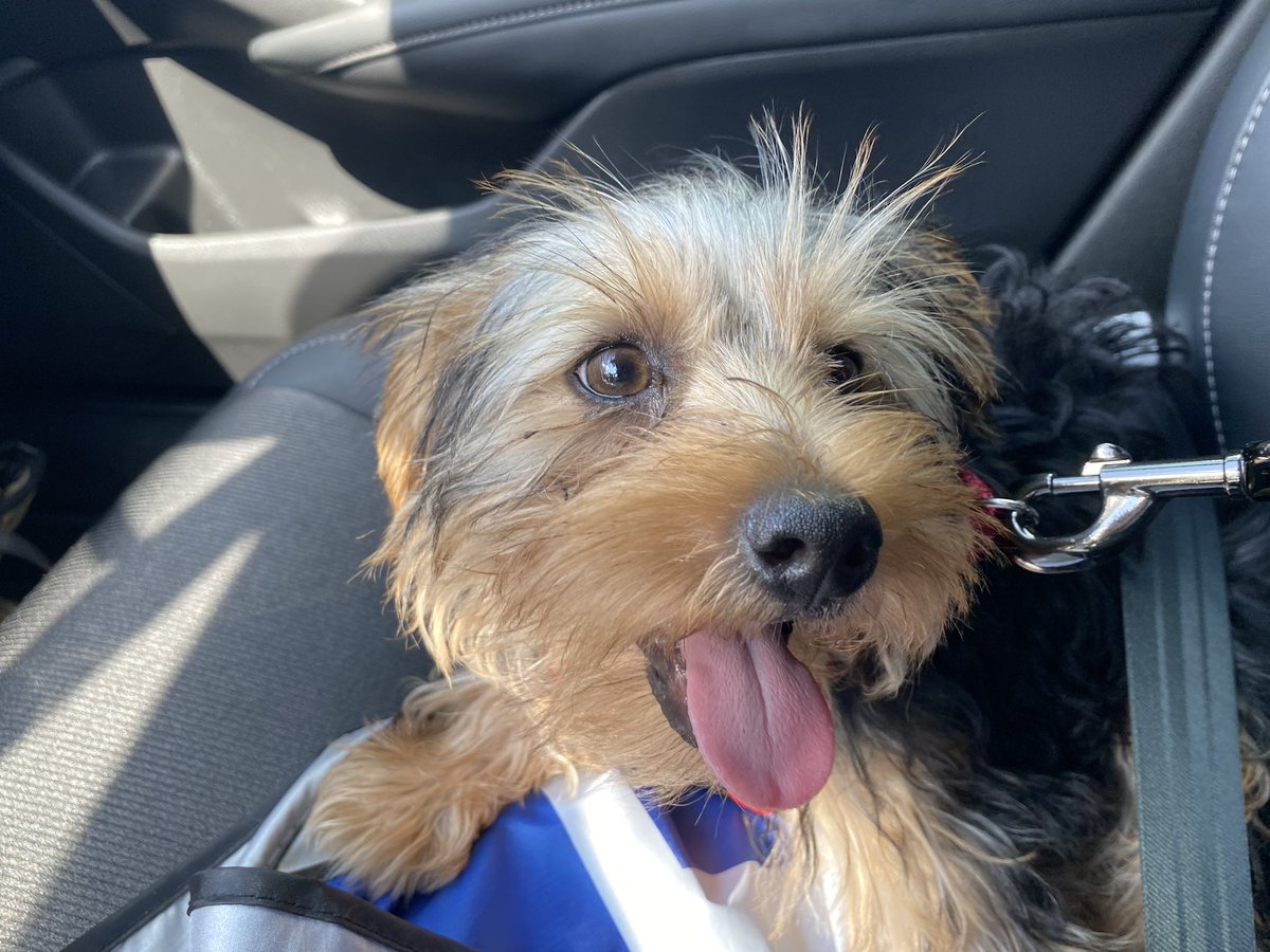 cpeshmoore's tweet photo. @classtag 2nd grade teacher in Texas….life-long educator of 34 years🙌🏻 My 2nd grade scholars and I would be so appreciative of anything off our class wishlist🙏🏻🫶🏻
Adding cute puppy pic cause I’m a new puppy mom and he’s so darn cute😍
#clearthelist2023 

https://t.co/CD3XKIB1gU https://t.co/MCEgfA1xvB