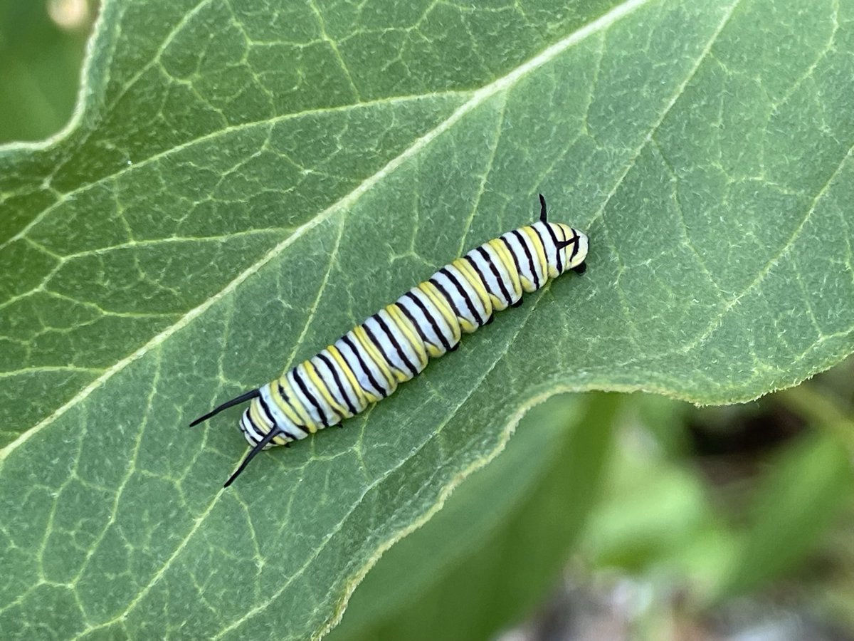 BourqueGinette1's tweet photo. Un projet de classe qui se poursuit l’été avec des experts locaux… Nous comptons les oeufs et les chenilles de papillons monarques pour une étude annuelle.  Notre jardin de plantes d’asclépiades est bien beau! @Ecole_GD https://t.co/e7LMfFm6vl
