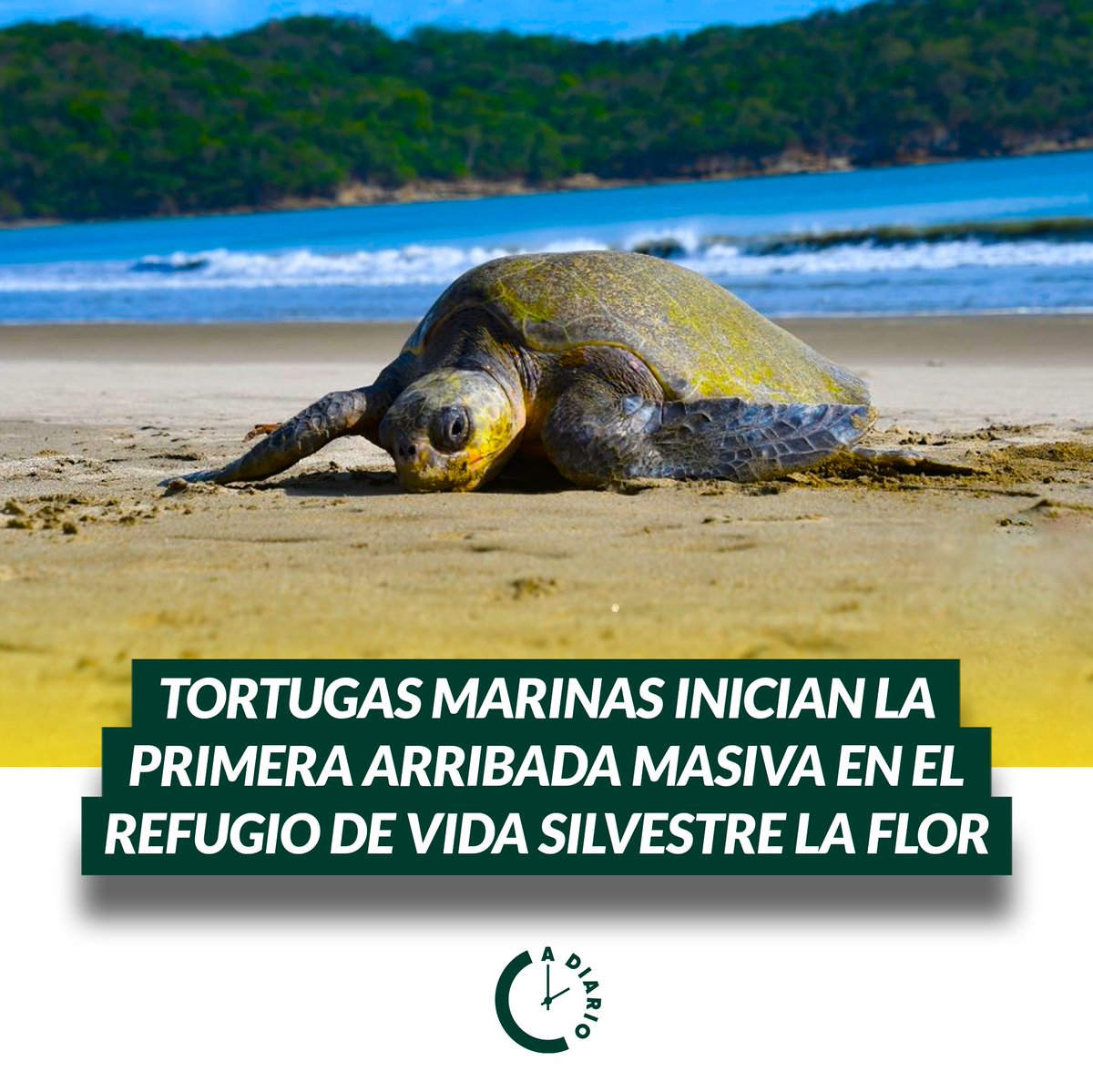 #Nacionales| En el Refugio de Vida Silvestre 🌳🦎🦜🦉🦚 'La Flor'🏵, en #SanJuanDelSur, #Rivas, avanzó con éxito la primera arribada masiva de tortugas marinas. 🌊🐢

#TortugasMarinas
#AmorAlaMadreTierra