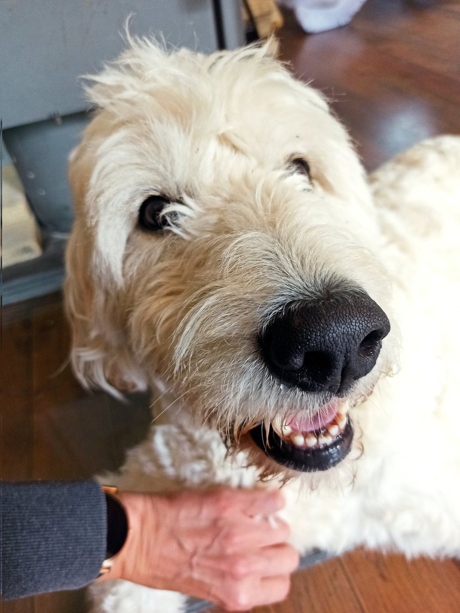 BellatheBounty1's tweet image. I am one happy pup! 
#boopmynose