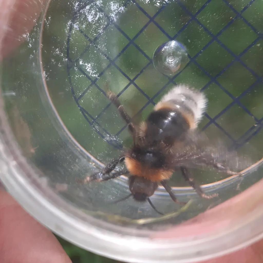 Had two lovely sessions with the <a href="/TheCartShed/">The Cart Shed</a> recently. Today we found the Great blackclock and Vestal bumblebee (I think <a href="/olds_liam/">Liam Olds</a> ) amongst others. @clan_cic <a href="/HeritageFundUK/">The National Lottery Heritage Fund</a>