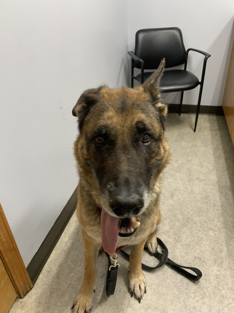 FredPrepDog's tweet photo. Here’s the look of a healthy pup. #prepyourhealth #doctorvisit https://t.co/bPXj1S31Oh