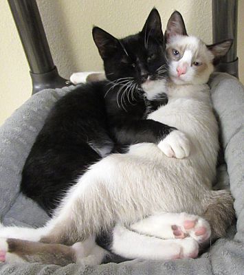 On Thursday, stop 🐱 kitten around and come hangout with <a href="/gtownpets/">GT Animal Shelter</a> at the 📚 <a href="/gtpubliclibrary/">Georgetown Library</a> and 😻 fall in love with a furry friend to take 🏠 home!

Here's the details👇
🗓️Aug. 10
🕚11 AM-1 PM
💲 $35 adoption fee
📦Cardboard carriers will be provided!
