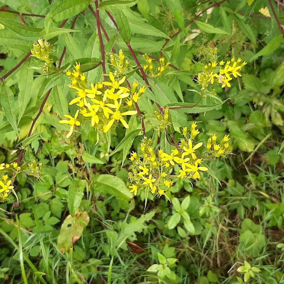 GerardPelgrim's tweet photo. Vorige week mooie en lange wandelingen gemaakt in omgeving van Olsberg (Sauerland) Af en toe een bui en soms een beetje veel, maar ook zon. En een aangename wandeltemperatuur. In mooie omgeving met veel natuur. https://t.co/5H7zdyPncr