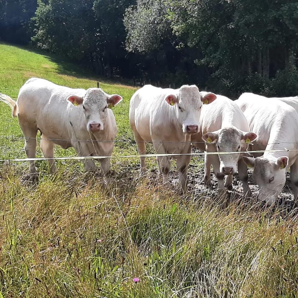 GerardPelgrim's tweet photo. Vorige week mooie en lange wandelingen gemaakt in omgeving van Olsberg (Sauerland) Af en toe een bui en soms een beetje veel, maar ook zon. En een aangename wandeltemperatuur. In mooie omgeving met veel natuur. https://t.co/5H7zdyPncr