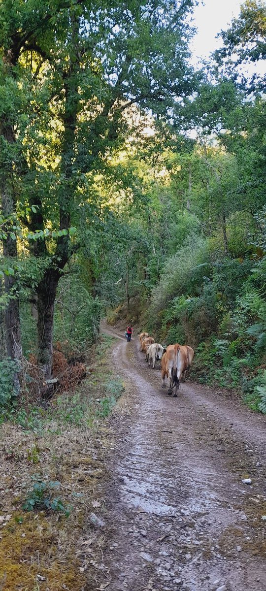 Ger_Fdez's tweet photo. ¡Buenas tardes!

Con la polémica en Asturias por el caso #FAPAS aún coleando vamos a hablar de un tema que a mi me encanta.  

¿Qué es ser GANADERO? https://t.co/bJtA60mKuE