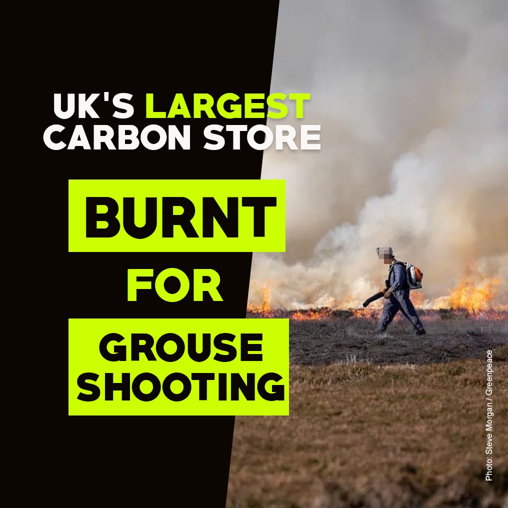 wildmoorsuk's tweet photo. After being burnt to cultivate fresh heather for grouse to eat, the UK's peat moors are converting from huge carbon stores into carbon emitters.

Ahead of the shooting season opening on 12 August, we're calling on @DefraGovUK to bring this damage and destruction to an end. https://t.co/pGR7BOnCQq