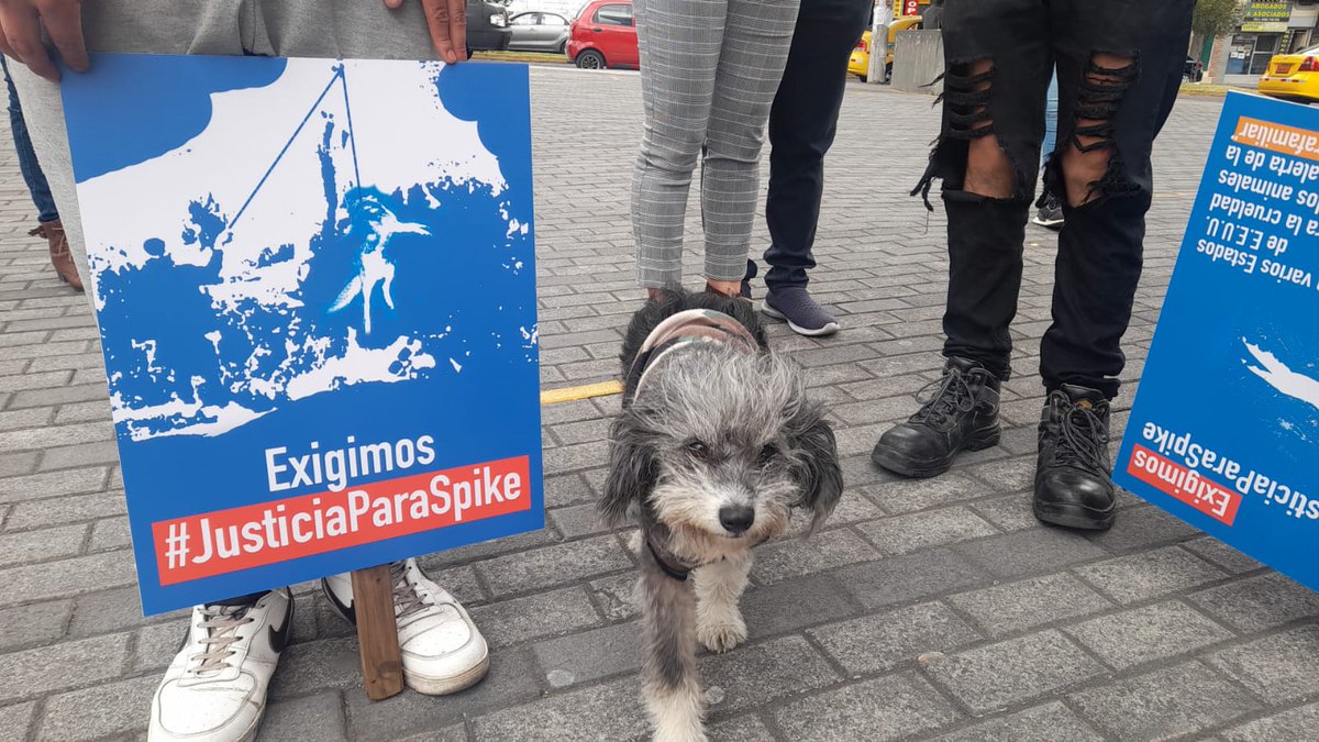 MANimalistas's tweet photo. Se está desarrollando la audiencia por el caso Spyke, activistas nos encontramos afuera del lugar donde se desarrolla el proceso. Exigimos #JusticiaParaSpyke . Una persona que cuelga un perro, no puede quedar impune luego de cometer este hecho delincuencial. https://t.co/Xlx3qPaiEt