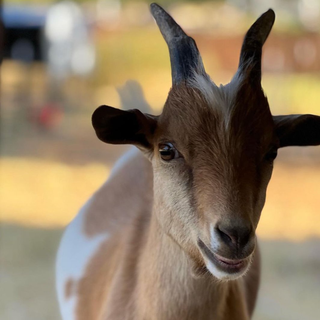 Goat of the Day 🐐 tweet media