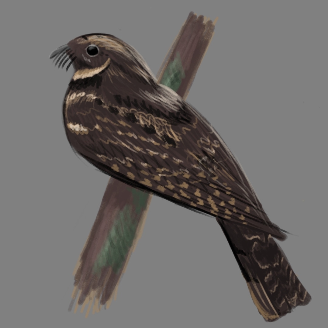 rine_matt's tweet photo. So, I've been doing #AvianAugust but I haven't been on Twitter much. I've been posting on insta and the sky app. But here's what I got. #AvianAugust2023 https://t.co/3WOrs9Zdlh