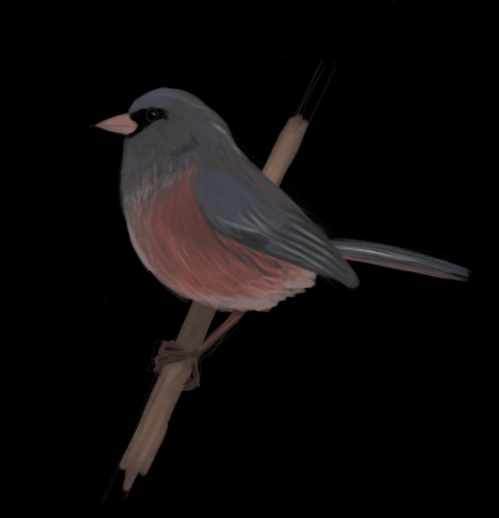 rine_matt's tweet photo. So, I've been doing #AvianAugust but I haven't been on Twitter much. I've been posting on insta and the sky app. But here's what I got. #AvianAugust2023 https://t.co/3WOrs9Zdlh