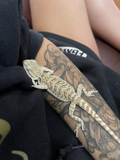 I&rsquo;m a lizard mom now 💕🦎 #beardie https://t.co/0LqzT6BL9N<a href="/tag/beardie"class="tags">#beardie</a>