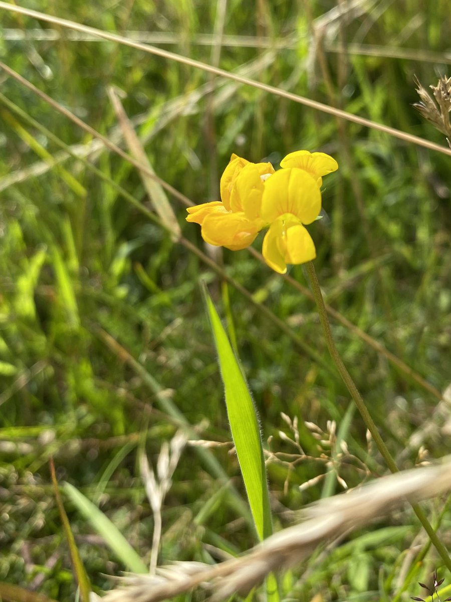 vrw123's tweet photo. Colour everywhere at Warren Farm today 😍

@WarrenFarmNR 

#ealing #warrenfarmnr #wildflowerhour #wildflowers #biodiversity #nature #wildlife #savewarrenfarm https://t.co/PZiTBmIBFT