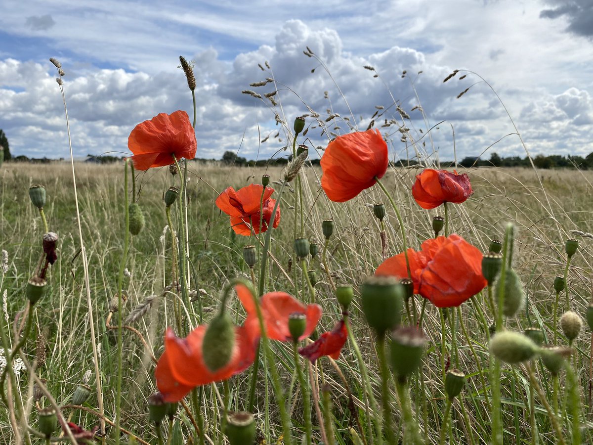 vrw123's tweet photo. Colour everywhere at Warren Farm today 😍

@WarrenFarmNR 

#ealing #warrenfarmnr #wildflowerhour #wildflowers #biodiversity #nature #wildlife #savewarrenfarm https://t.co/PZiTBmIBFT