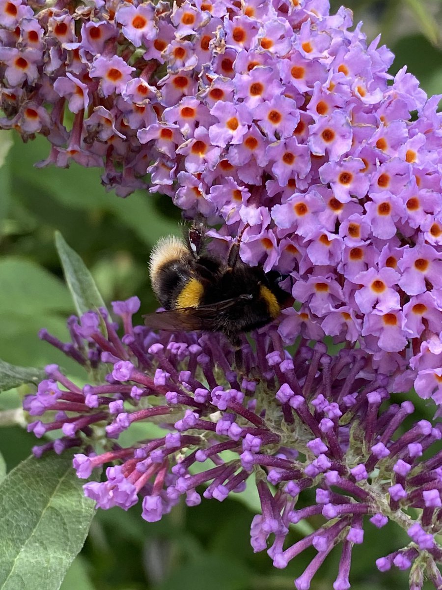 vrw123's tweet photo. Colour everywhere at Warren Farm today 😍

@WarrenFarmNR 

#ealing #warrenfarmnr #wildflowerhour #wildflowers #biodiversity #nature #wildlife #savewarrenfarm https://t.co/PZiTBmIBFT