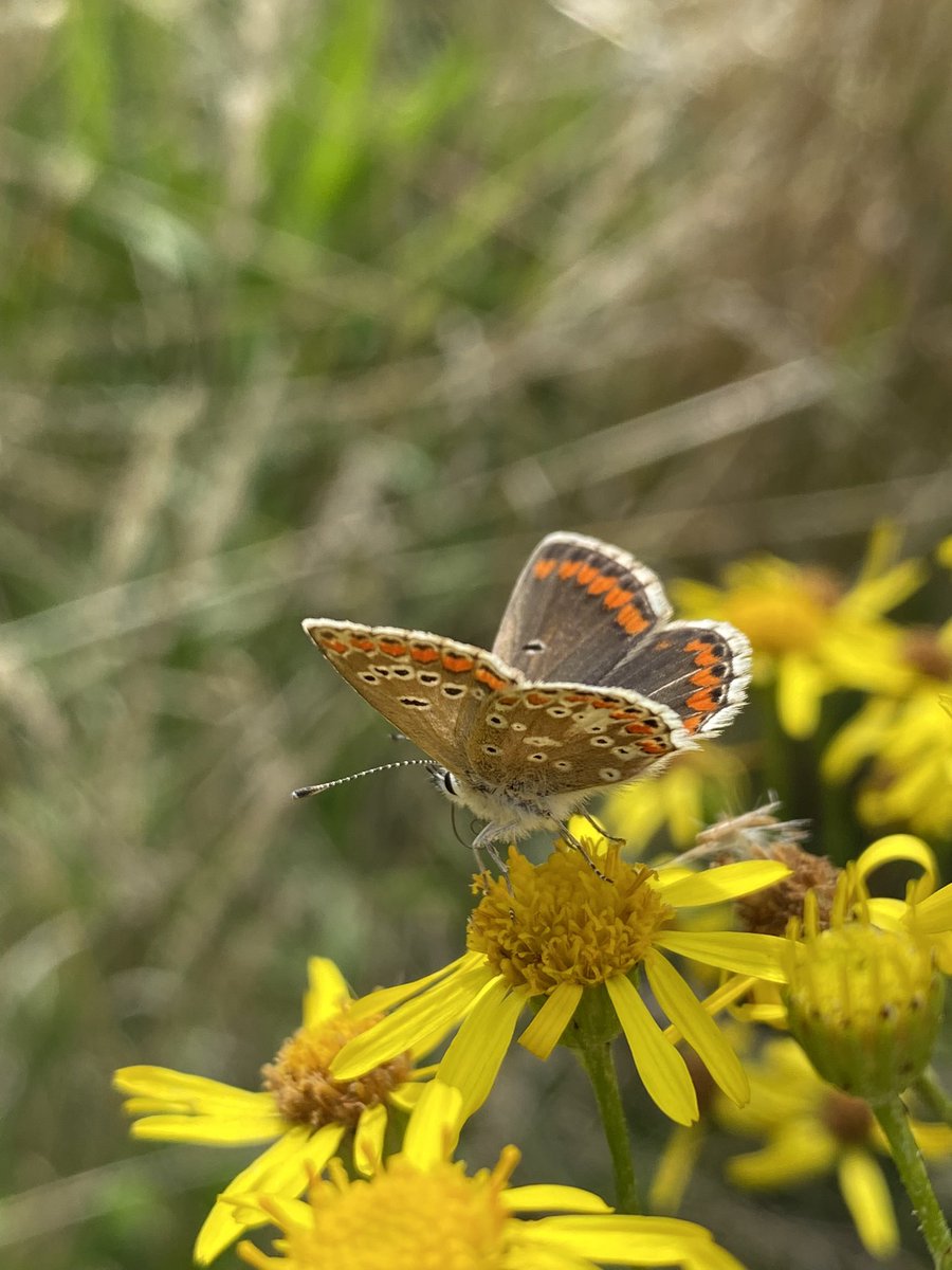 vrw123's tweet photo. Colour everywhere at Warren Farm today 😍

@WarrenFarmNR 

#ealing #warrenfarmnr #wildflowerhour #wildflowers #biodiversity #nature #wildlife #savewarrenfarm https://t.co/PZiTBmIBFT