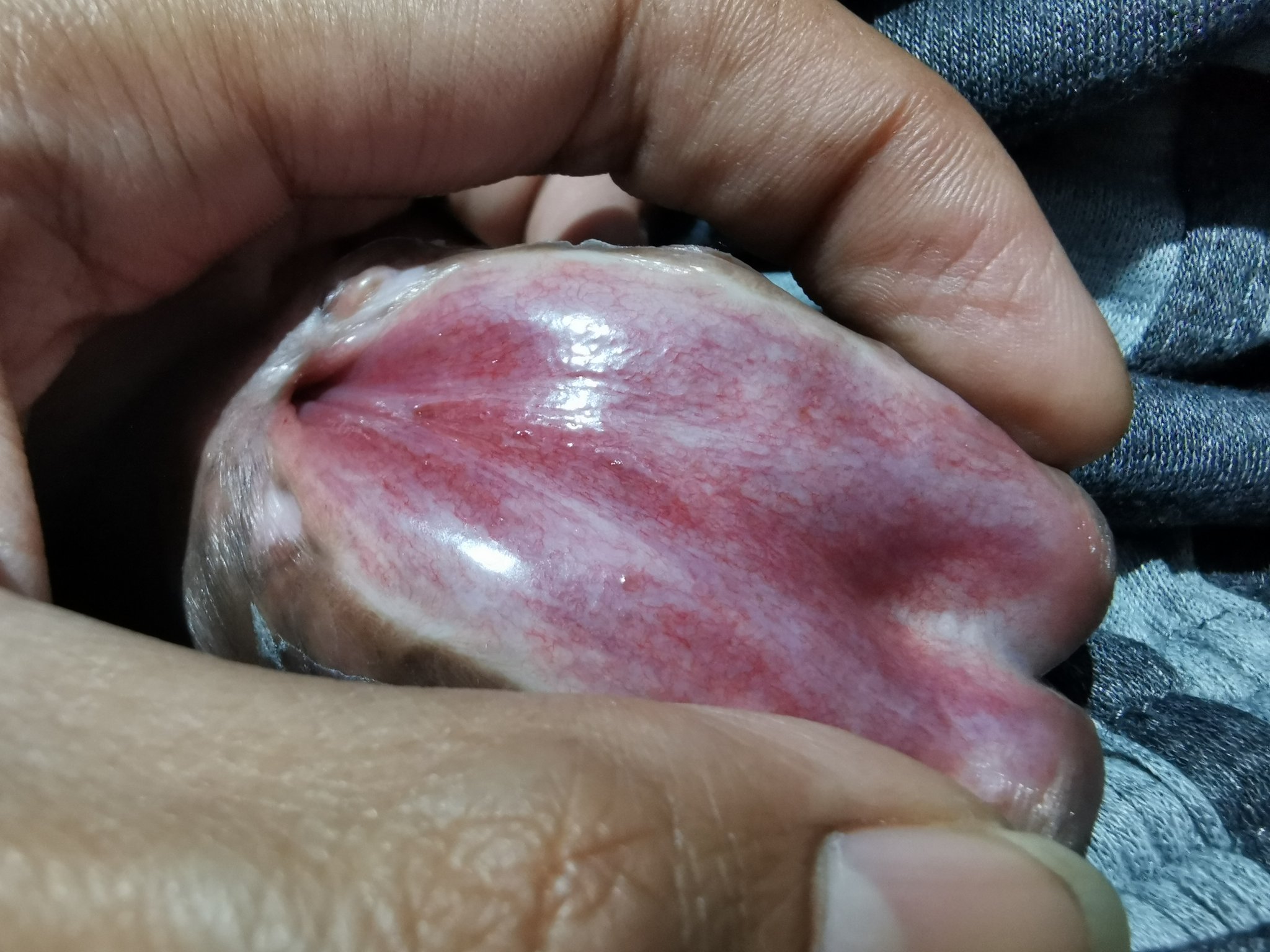 How long should it be? #PA #princealbert #subincision #piercedcock #piercing #princealbertpiercing https://t.co/1UYGPgyYta