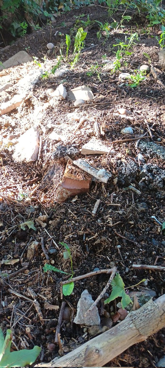 Street Solve tweet media