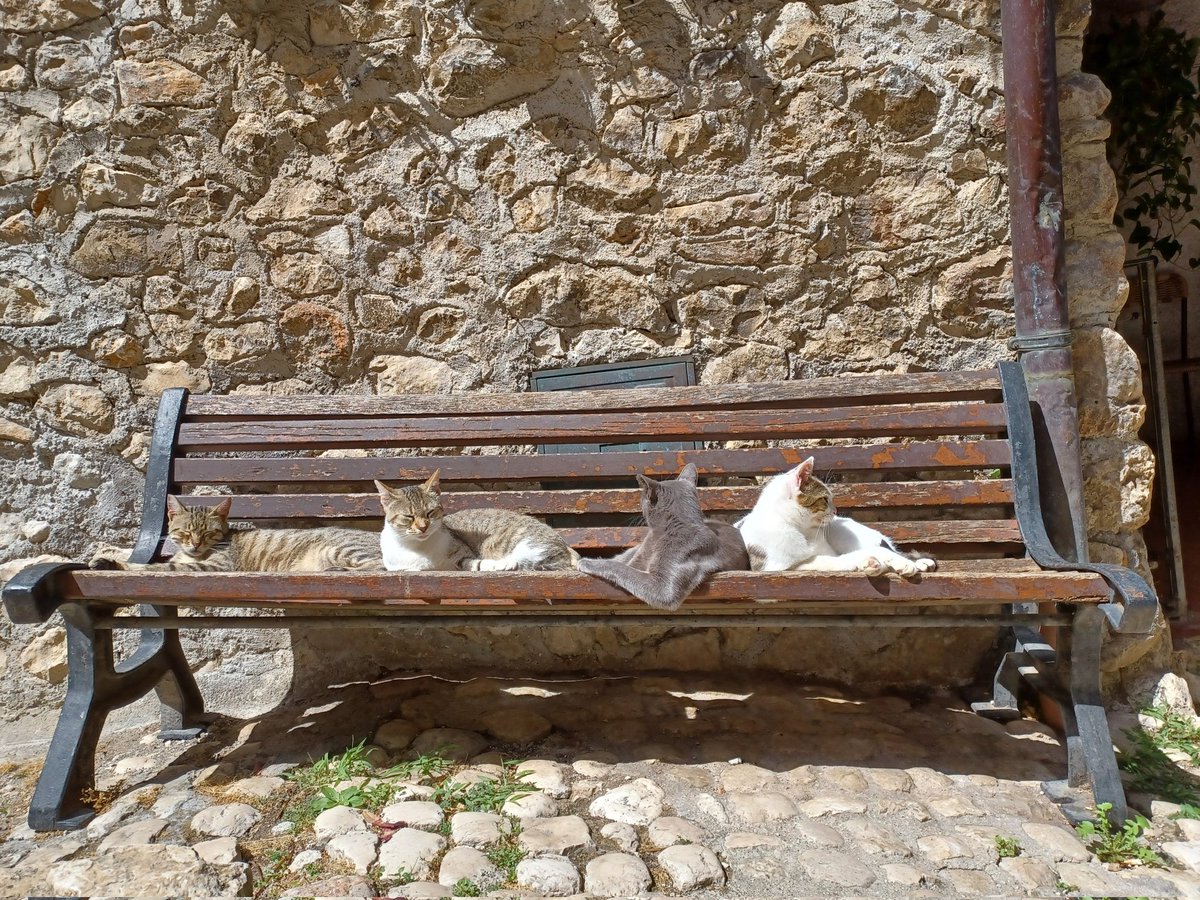 Artena, Roma, paese dei gatti
