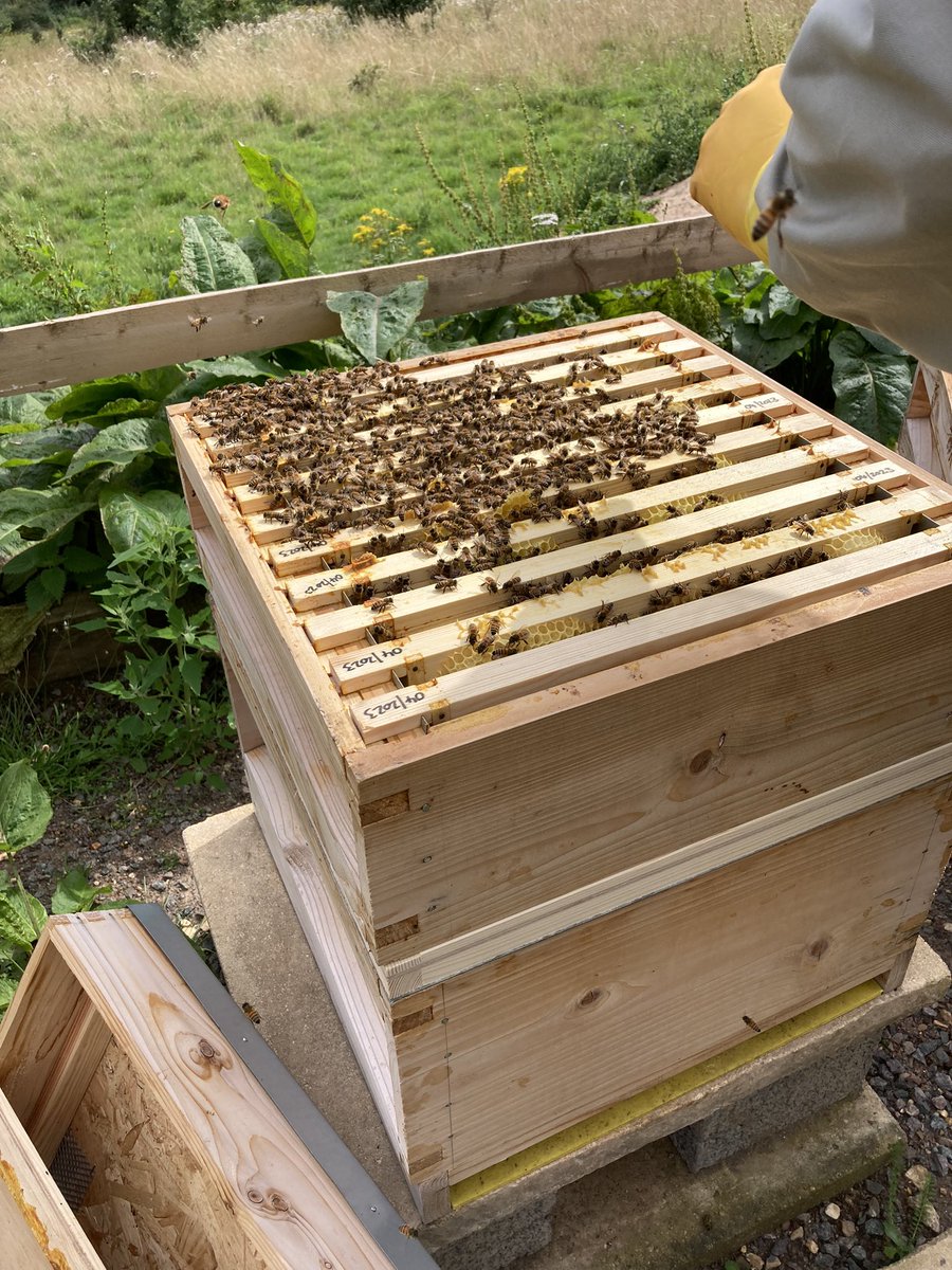 Today at the Apiary.  We are now a step forward to preparing our first Orchard View Honey by adding the clearer boards under the supers so as the bees move back to the brood box they can’t get back into the honey.