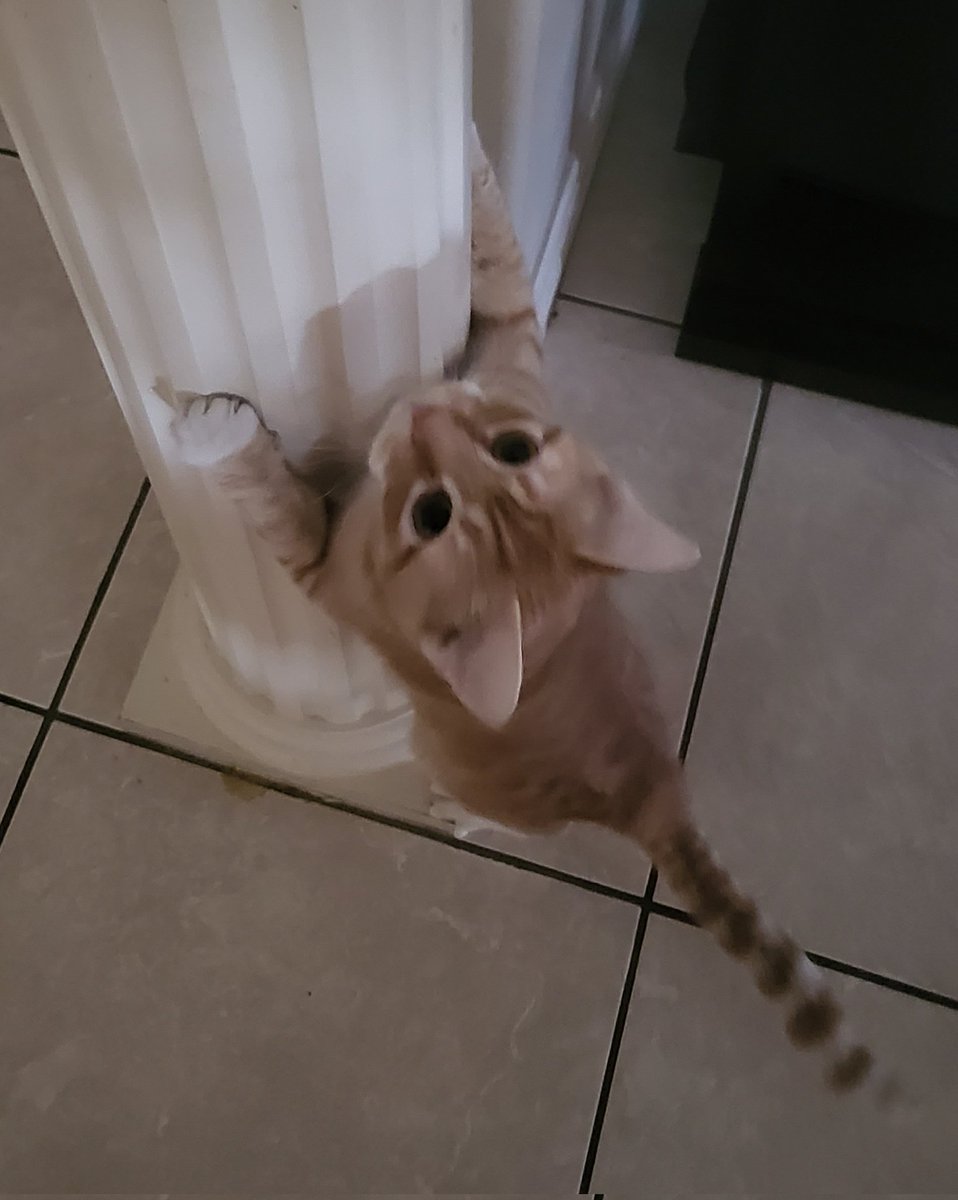 Cat trying to climb the pillar