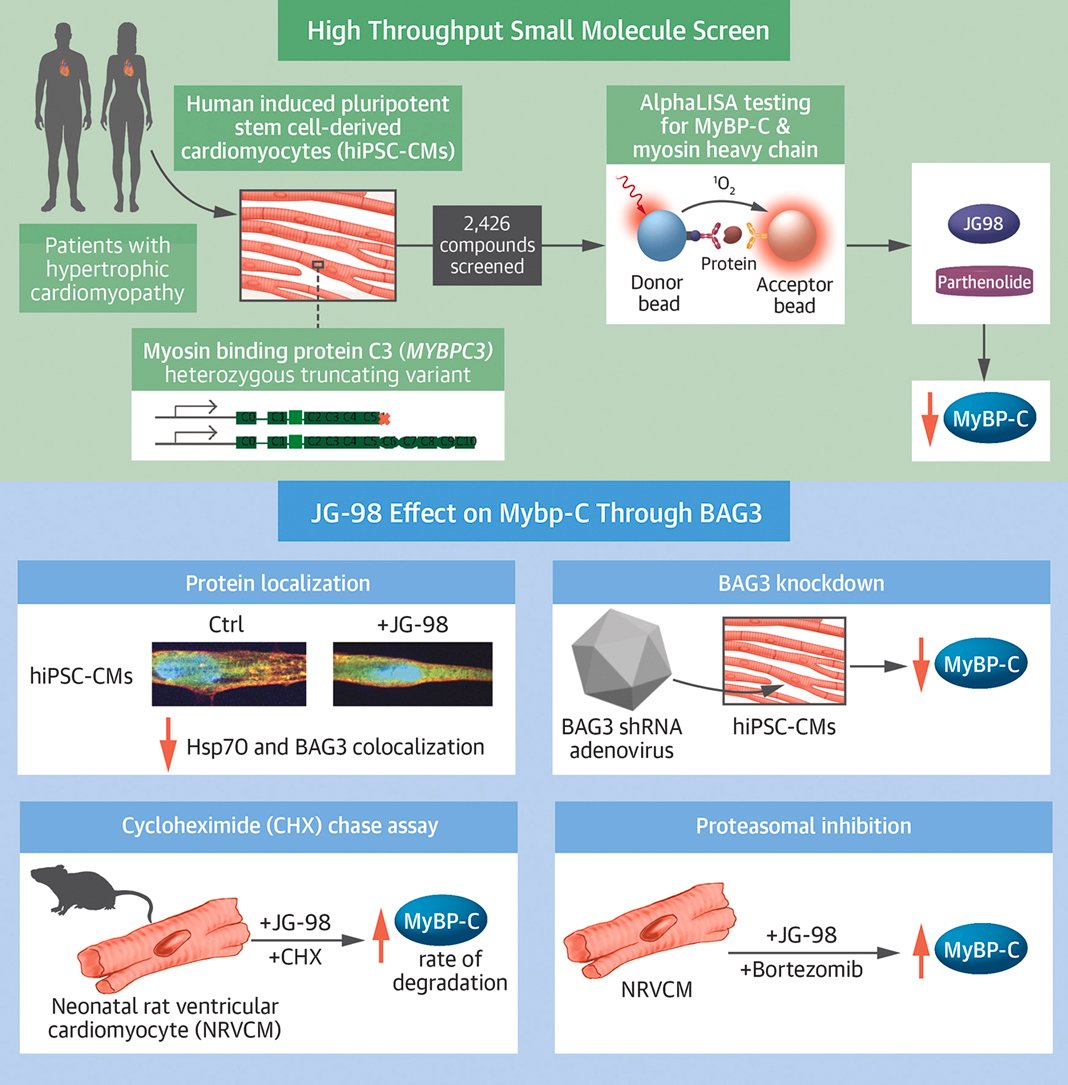 An Unbiased Screen Identified the Hsp70-BAG3 Complex as a Regulator of Myosin-Binding Protein C3 | JACC: Basic to Translational Science jacc.org/doi/abs/10.101…