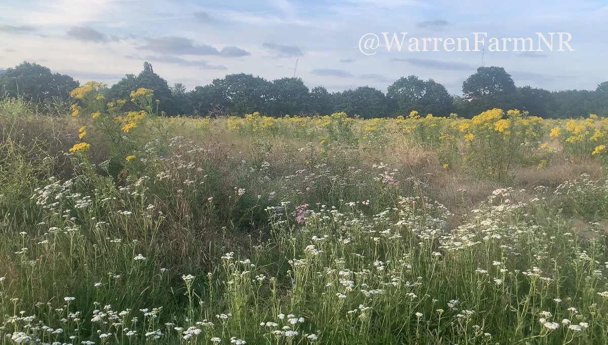 WarrenFarmNR's tweet photo. @ThatVetSean @deirdrecostigan @EugeneMinogue @BBCBreakfast @playengland @EalingCouncil @WildlifeEaling @BrentRiverPark @fungi_flowers @MayorofLondon 100% this🦇We’re awaiting contact from @deirdrecostigan @EalingCouncil to consult &amp; share expertise🌿We’ve sent emails as far back as March since the Scrutiny Meeting &amp; protest, asking for confirmation that a Phase 1 habitat survey is being undertaken🌼Sadly no response to date🦉 https://t.co/eIkEw6eloF