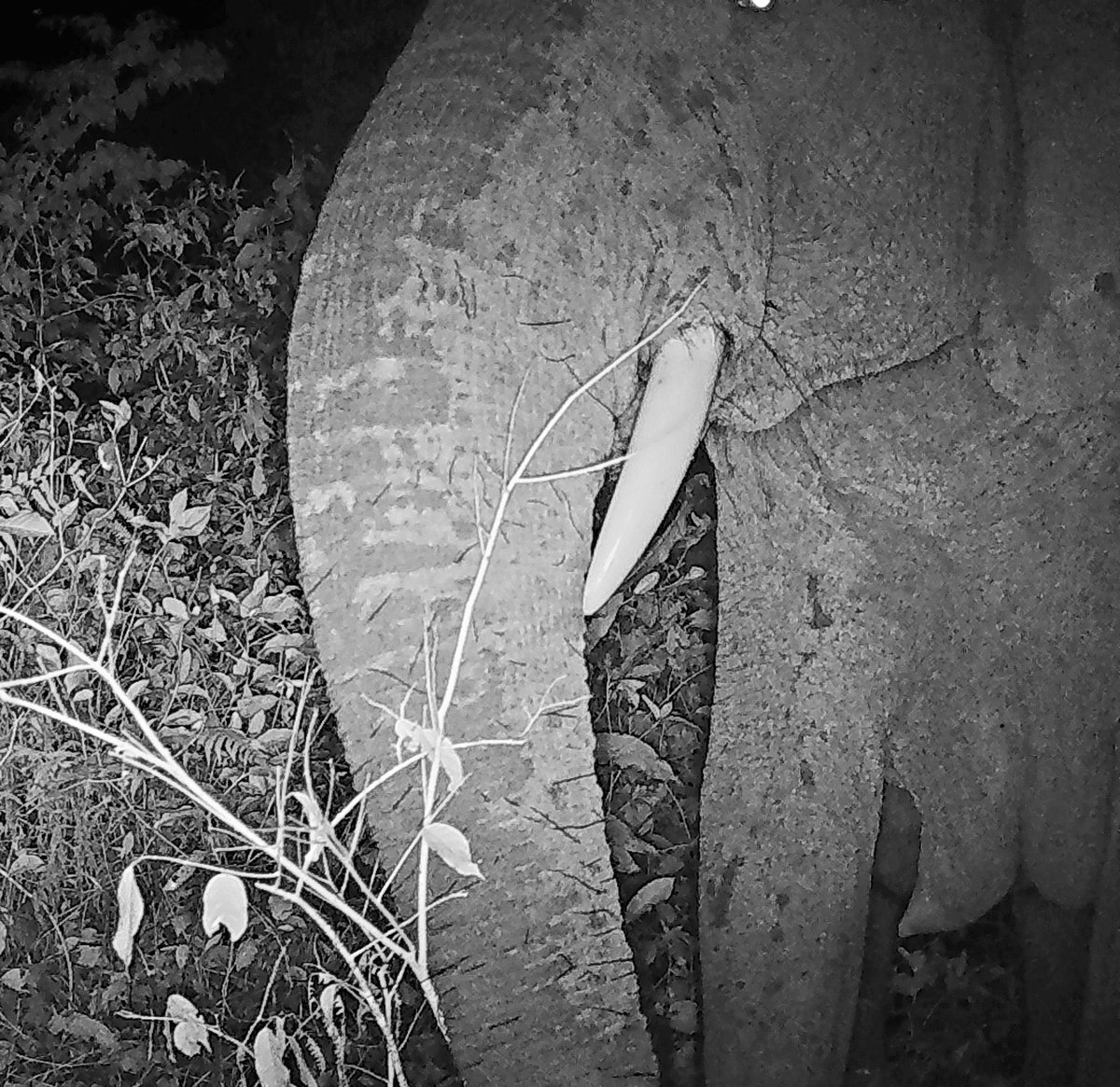 ANI_Foundation's tweet photo. Recent camera trap pics of  elephants grazing from Okomu National Park is a sign that collaboration between @ANI_Foundation &amp; @NigeriaParks to protect this Park is working. Partnership that works. @GovernorObaseki @Propcomplus @adesuwagreen @NCCCNigeria @NoeBiodiversite @theGEF https://t.co/279yVU7Evl
