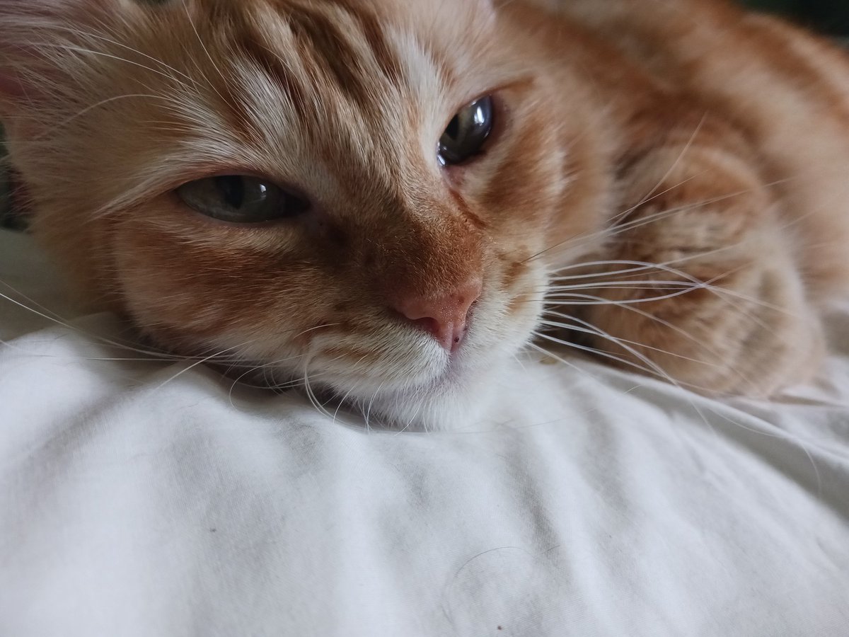 Montsinova2's tweet photo. Què algú et miri com en #RayPataques 🐈 em mira 😍😍😍💞💞💞🥰🥰🥰💖💖💖😻😻😻 https://t.co/UExKo6updD