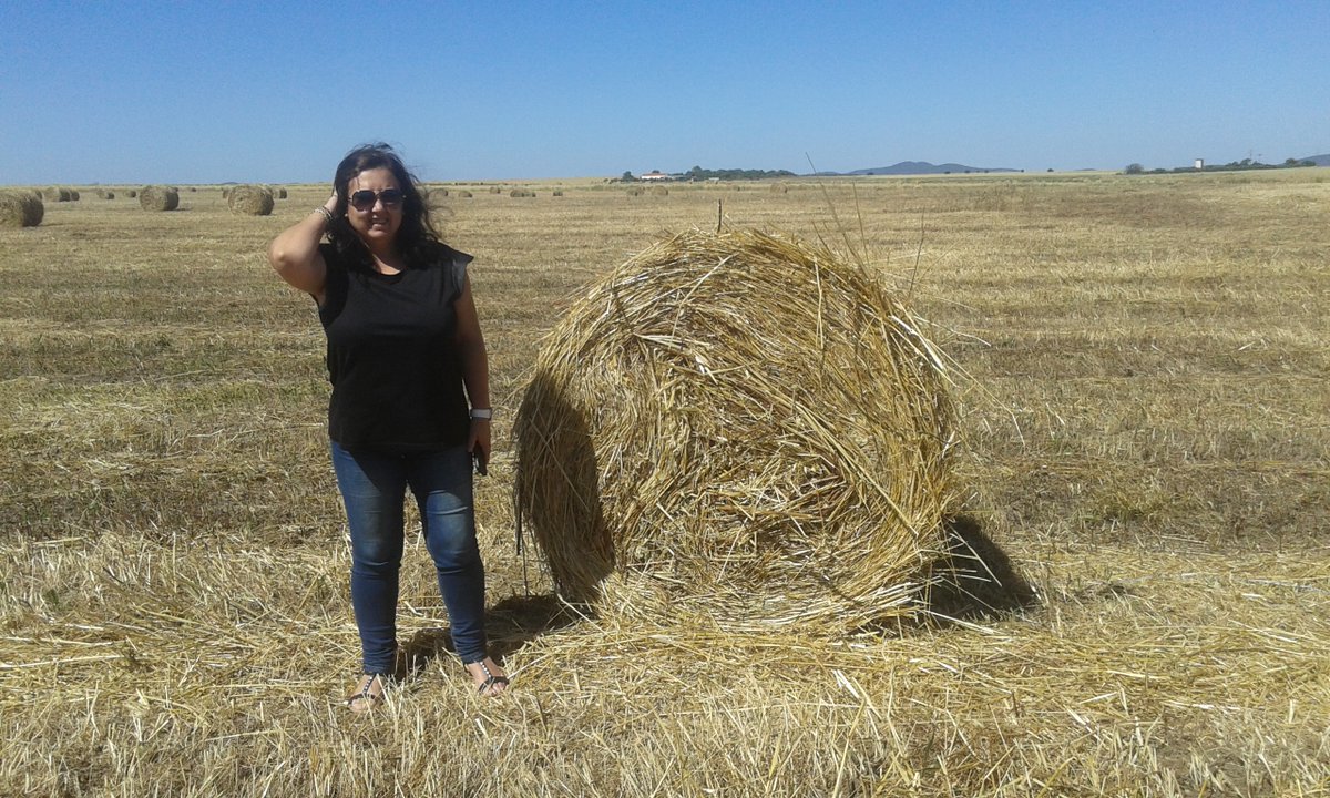 alentejo_1970's tweet image. You'll remember me when the west wind moves
Upon the fields of barley
You'll forget the sun in his jealous sky
As we walk in fields of gold 🎶 

#Sting #FieldsOfGold 
#Alentejo #myphotos 📸
