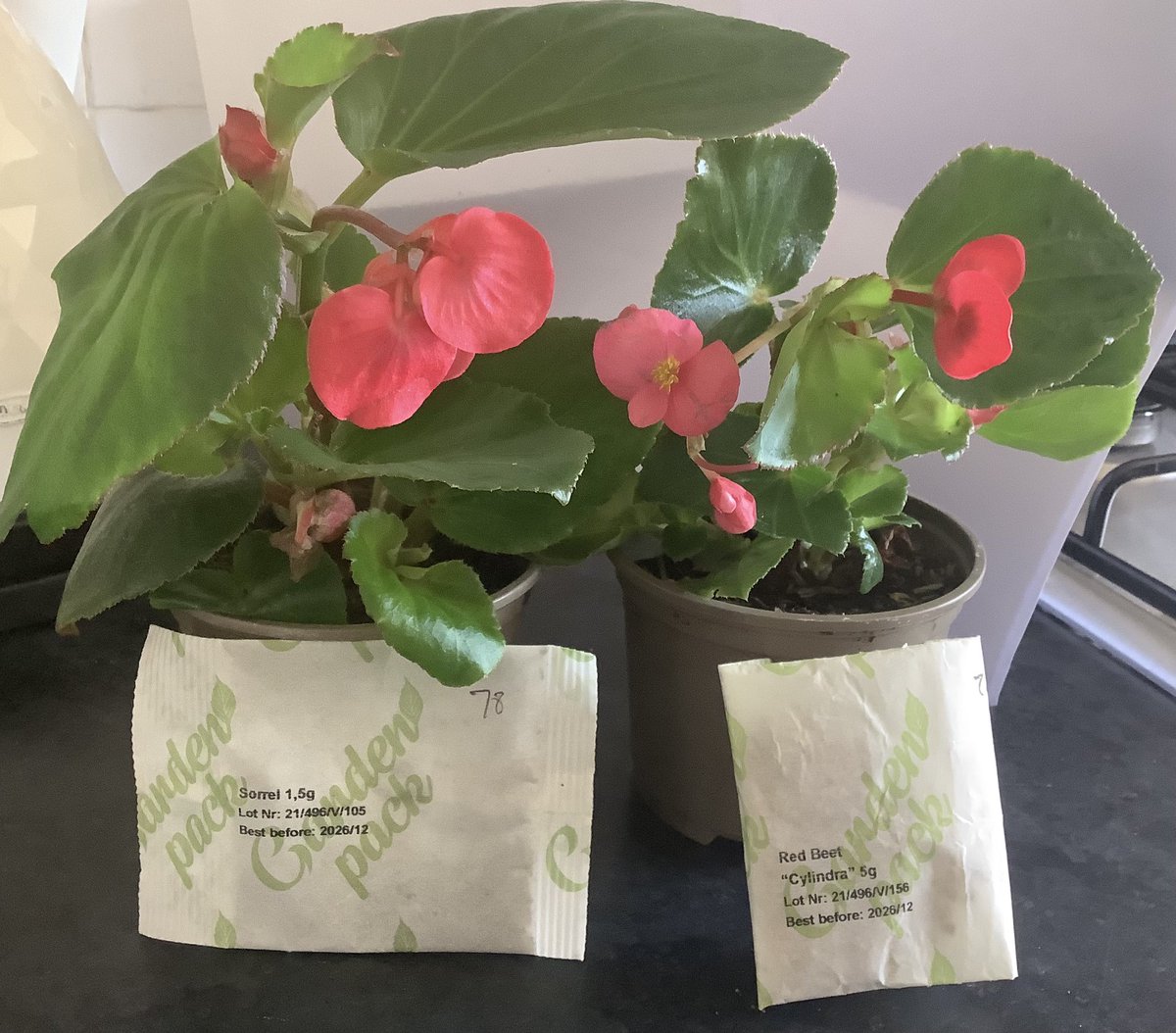 We can’t wait to plant our Sorrel &amp; red beet seeds in our #ediblegarden <a href="/HTPSchool/">Herbert Thompson</a> Thank you <a href="/CardiffSalad/">Cardiff Salad Garden</a>  for a fantastic day &amp; gifts <a href="/FoodandFunCdiff/">Cardiff Food and Fun</a>  @PearlCCostello <a href="/AnnMarieHTPS/">Ann-Marie Gouveia</a> <a href="/ShepHtps/">HTPS_Food & Fun</a> <a href="/GrowCardiff/">Grow Cardiff Tyfu Caerdydd</a>  #makingmemories