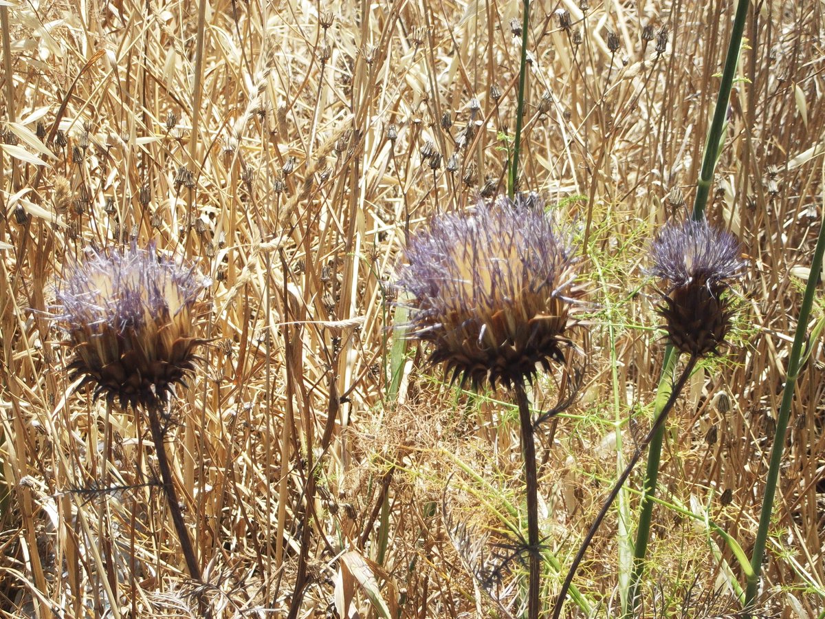 alentejo_1970's tweet image. You'll remember me when the west wind moves
Upon the fields of barley
You'll forget the sun in his jealous sky
As we walk in fields of gold 🎶 

#Sting #FieldsOfGold 
#Alentejo #myphotos 📸