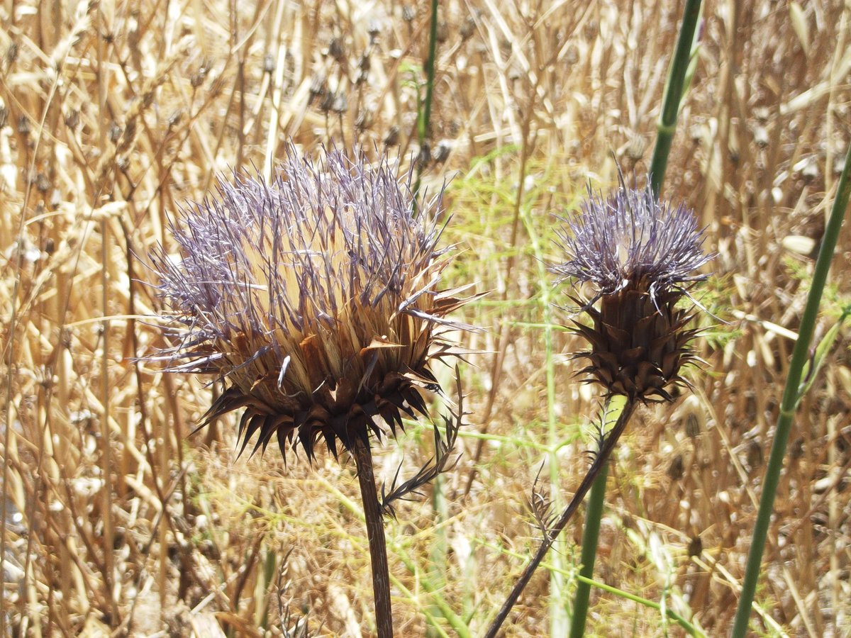 alentejo_1970's tweet image. You'll remember me when the west wind moves
Upon the fields of barley
You'll forget the sun in his jealous sky
As we walk in fields of gold 🎶 

#Sting #FieldsOfGold 
#Alentejo #myphotos 📸