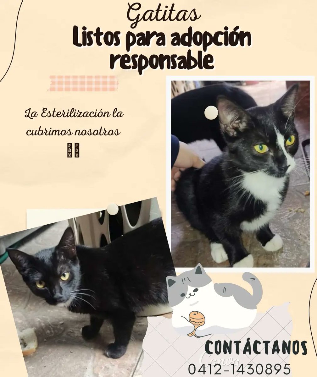 #adopta. Gatitas en Adopción.  Tienen aprox 5 meses y URGE familias que la quieran. Porque dónde están solo le quedan pocos días de resguardo. Y después lamentablemente las devuelven a la CALLE 💔.  Ayúdame a #difundor. 📱 04121430895. Los caobos #valencia #carabobo