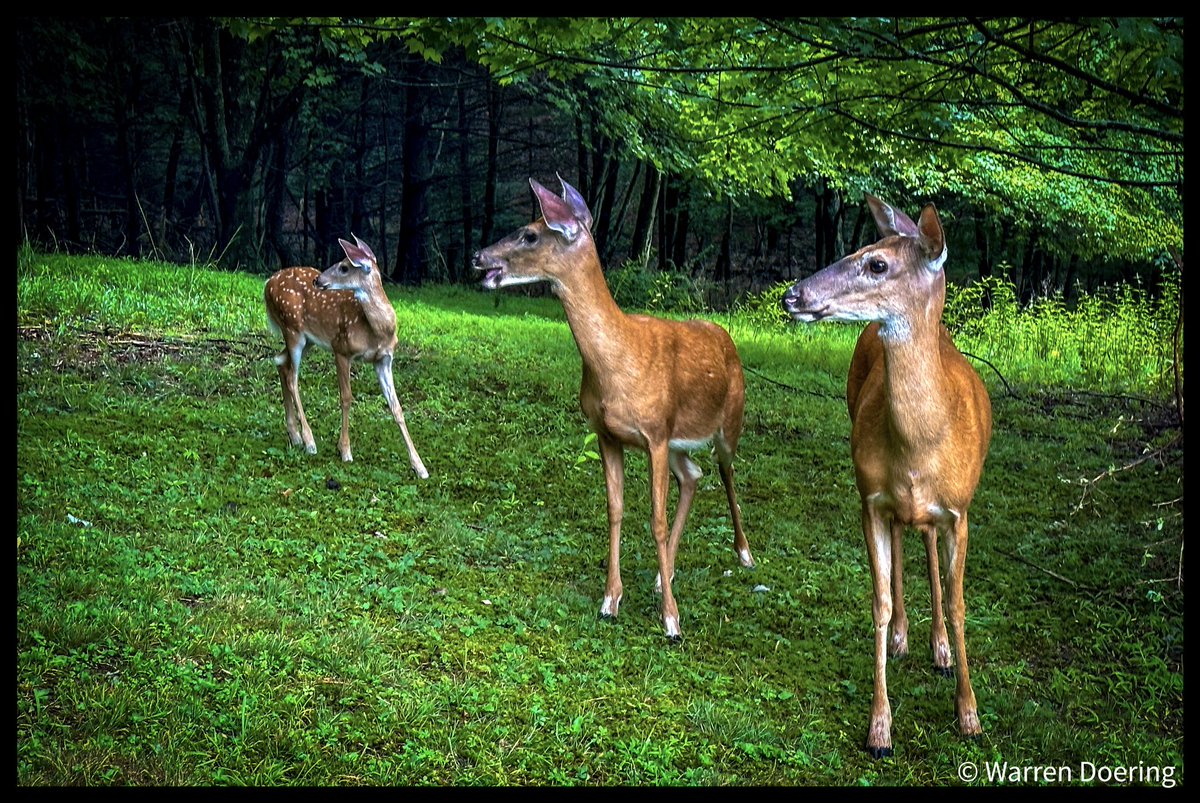 wjdoering's tweet photo.  Family visit #Nature #Outdoors #AnimalWildlife #GroupOfAnimals #photography #wildlifephotograghy #naturephotography #deer #fawn https://t.co/8E3ecZ6Shk