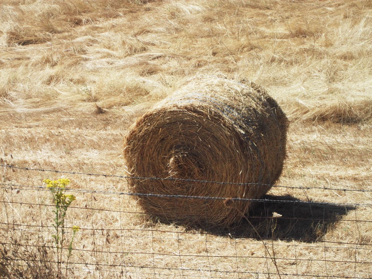 alentejo_1970's tweet image. You'll remember me when the west wind moves
Upon the fields of barley
You'll forget the sun in his jealous sky
As we walk in fields of gold 🎶 

#Sting #FieldsOfGold 
#Alentejo #myphotos 📸