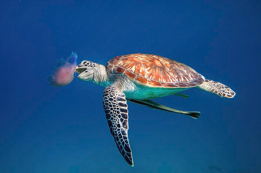 LoggerheadApp's tweet image. Here jelly, jelly...