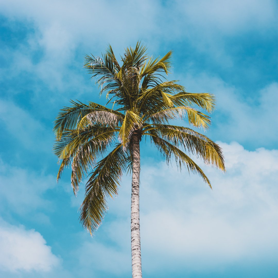 🌴 Palm trees are our ultimate West Palm Beach companions! 🌴 Did you know that there are over 20 different species of palm trees in our beautiful City? From the majestic Royal Palm to the iconic Coconut Palm, they all contribute to the picture-perfect scenery we adore. ☀️