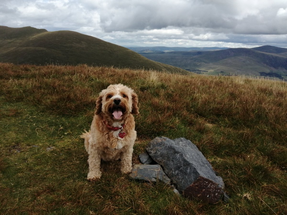 LinnettHill's tweet photo. A new #Wainwright today...
#LonscaleFell 715m on the eastern flank of #Skiddaw
A lung burner going up and a killer on the knees coming down but well worth it for the amazing views and absolute solitude ❤️ #Keswick #Derwentwater #LakeDistrict #Cumbria https://t.co/faxwLi35zu