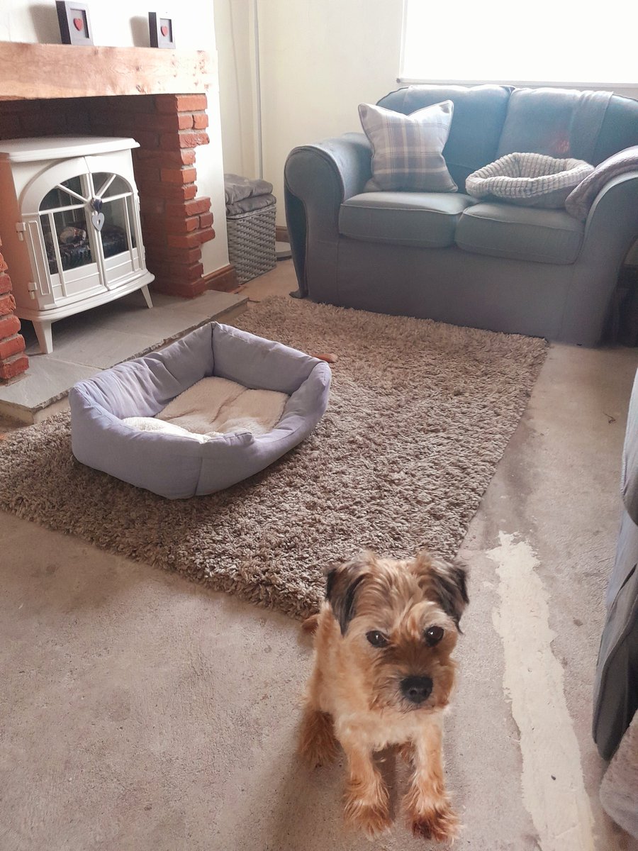 No carpets until Saturday so all me beds in the front room and a barrier up at the stairs so i dont catch me tootsies on the carpet grips! I broke thru barrier as soon as they left for work and spent the day on dads pillow 😈...tootsies intact 👊
#BTposse
