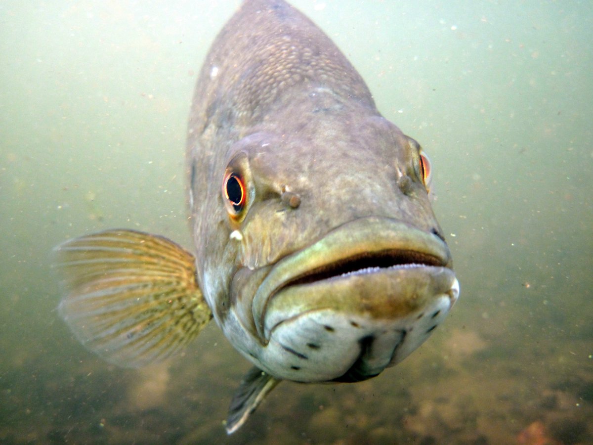 usgs_climate's tweet image. How will climate change impact freshwater fish? In Wisconsin, warming water could change fish communities in local lakes. 

Explore this interactive story and learn about the other ways fish could respond to a changing environment 👉 ow.ly/Lcjv50PtVYE