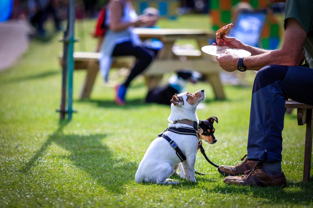 fringebythesea2's tweet photo. We love dogs at Fringe by the Sea and well-behaved pups on leads are allowed inside all our venues for seated or standing daytime events...just not standing headline shows.

#dogfriendly #dugswelcome #bringthedog #fbts23 #fringebythesea #northberwick #eastlothian #dogsallowed https://t.co/Cclgrjm7Cz