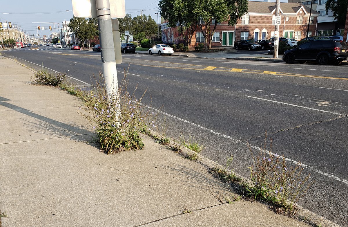 concretebotany tweet media