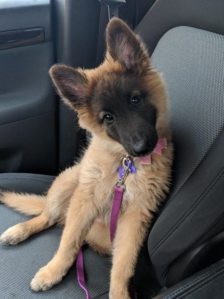 coffeewithdog's tweet photo. Cute 🥰
#DogLoverGift #DogMom #Pet #DogCollar #DogLover #PetAccessories #DogTag #PersonalizedDogTag #DogIdTag #DogHairBows https://t.co/mlH0xOCBav